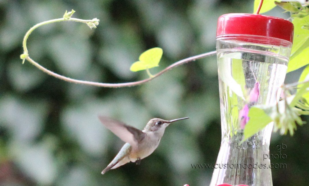 HummingbirdSideView_2_cr