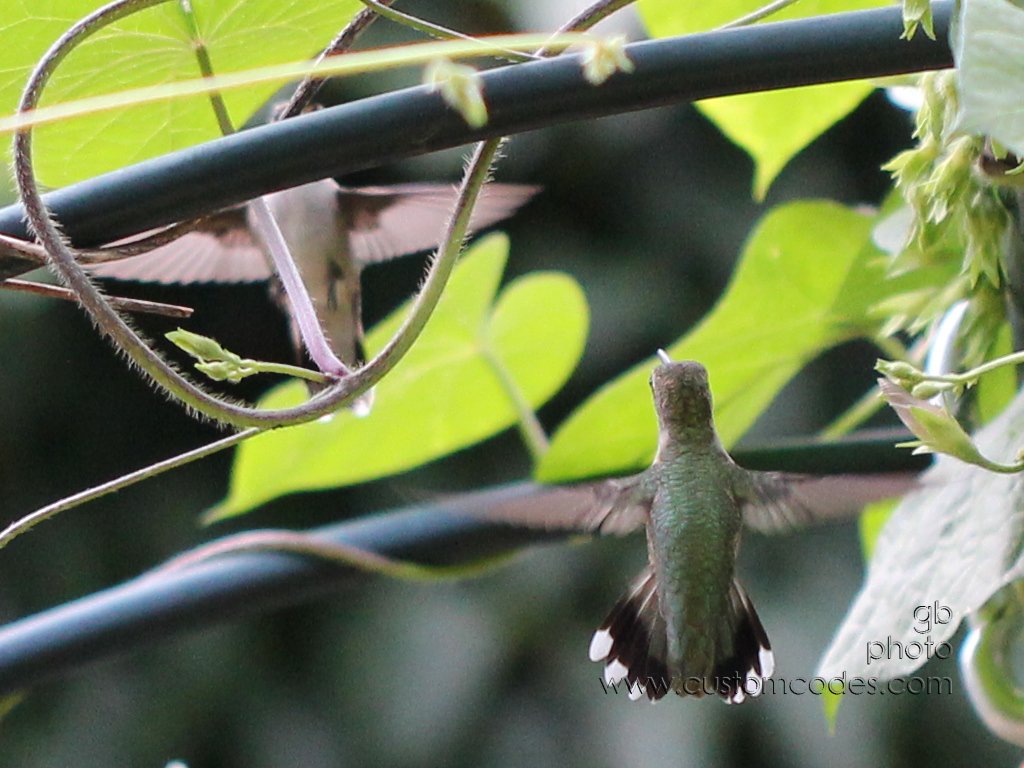 HummingbirdBattle_7_cr