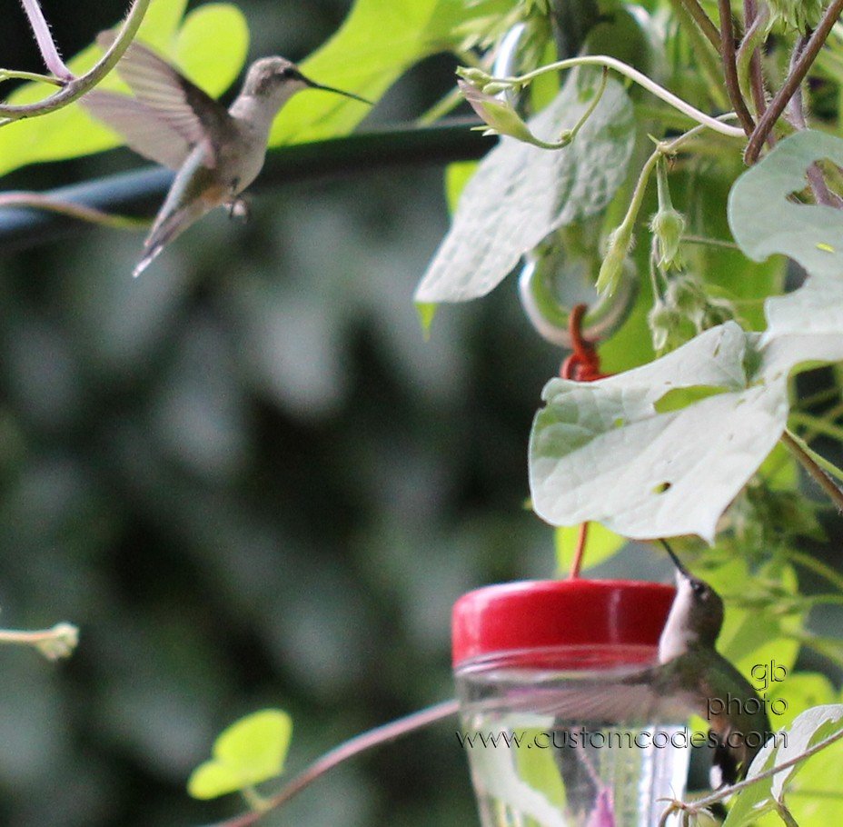 HummingbirdBattle_5_cr