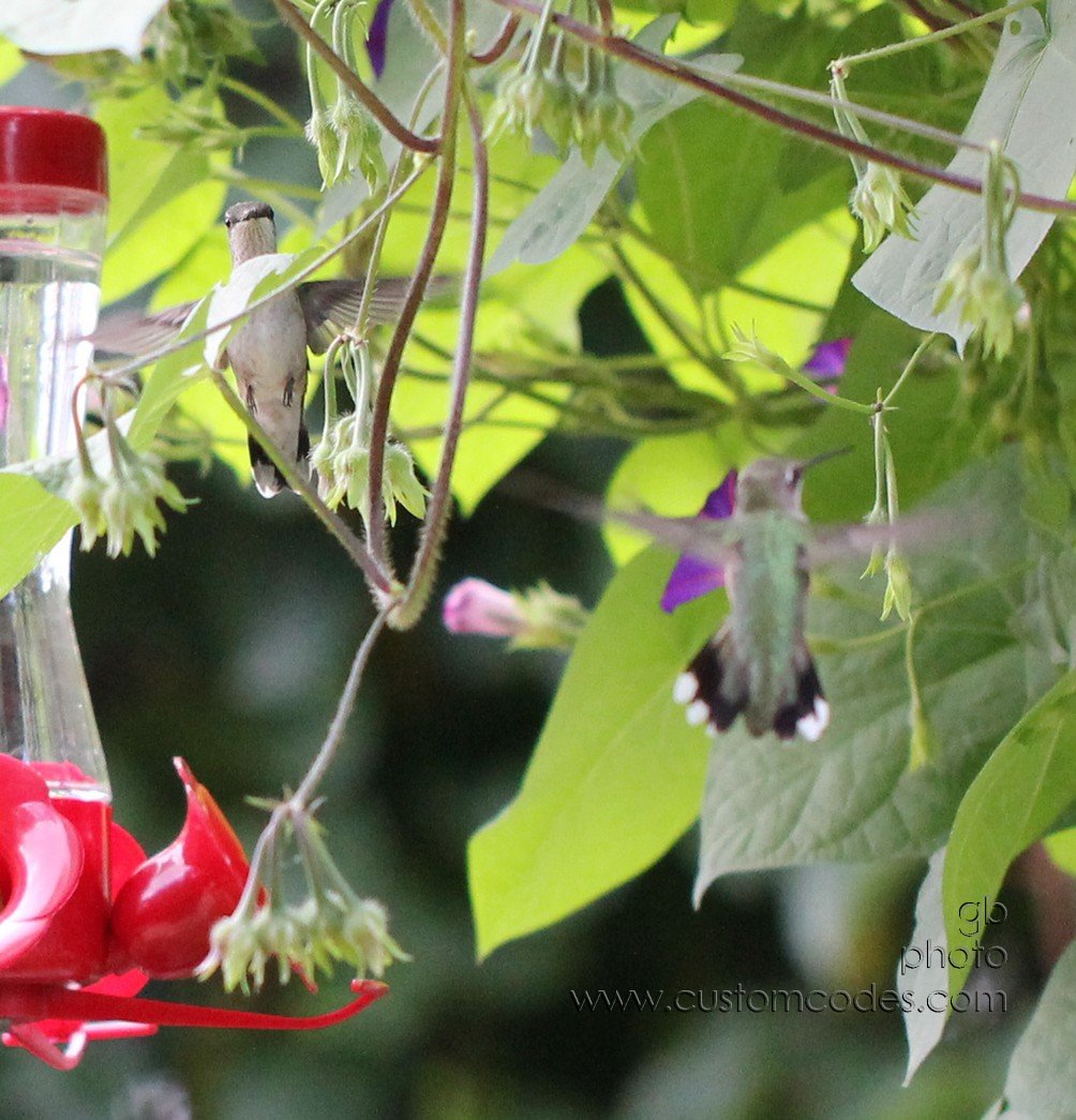 HummingbirdBattle_4_cr