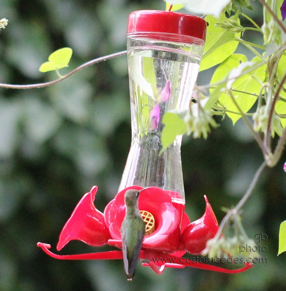 HummingbirdBackView_sitting_3_cr
