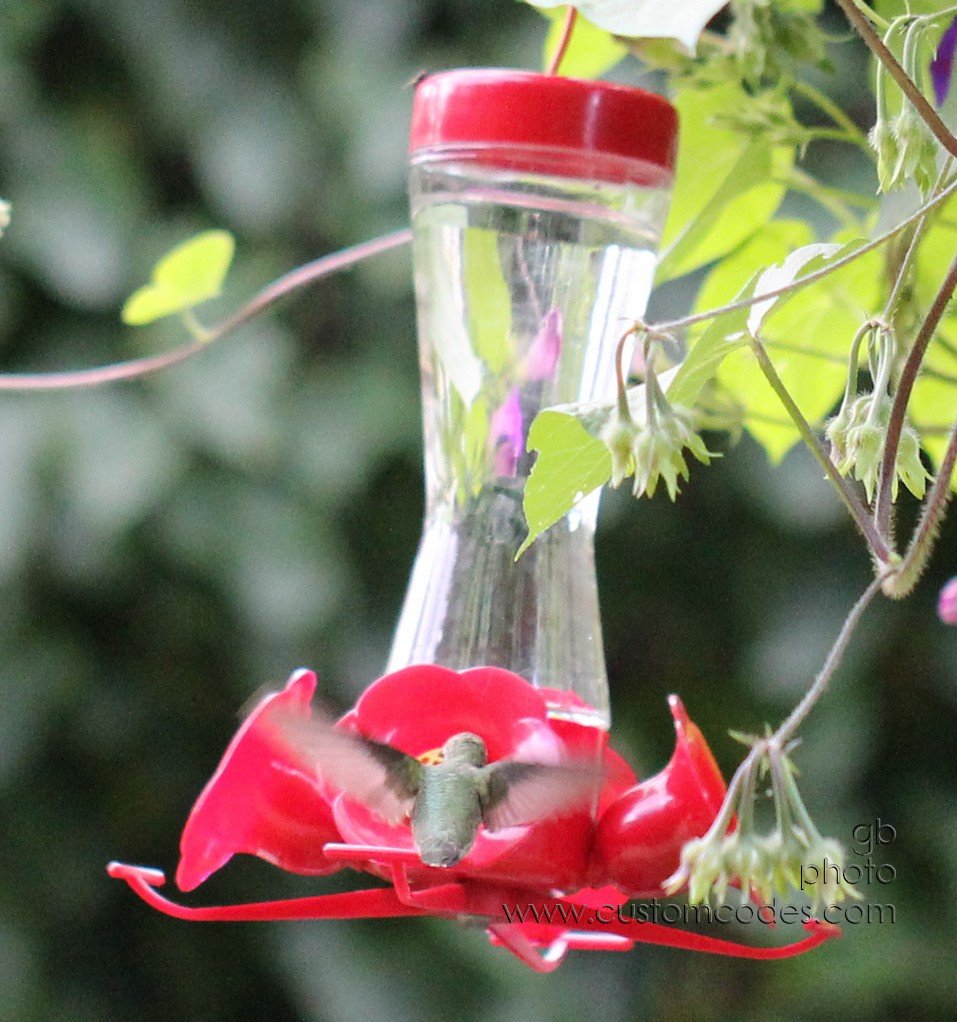 HummingbirdBackView_cr