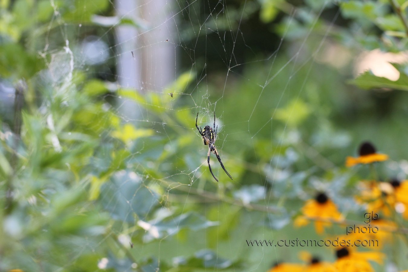 GardenSpider
