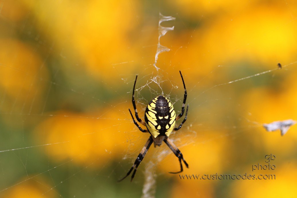 GardenSpiderYellowBG_2010_08_29
