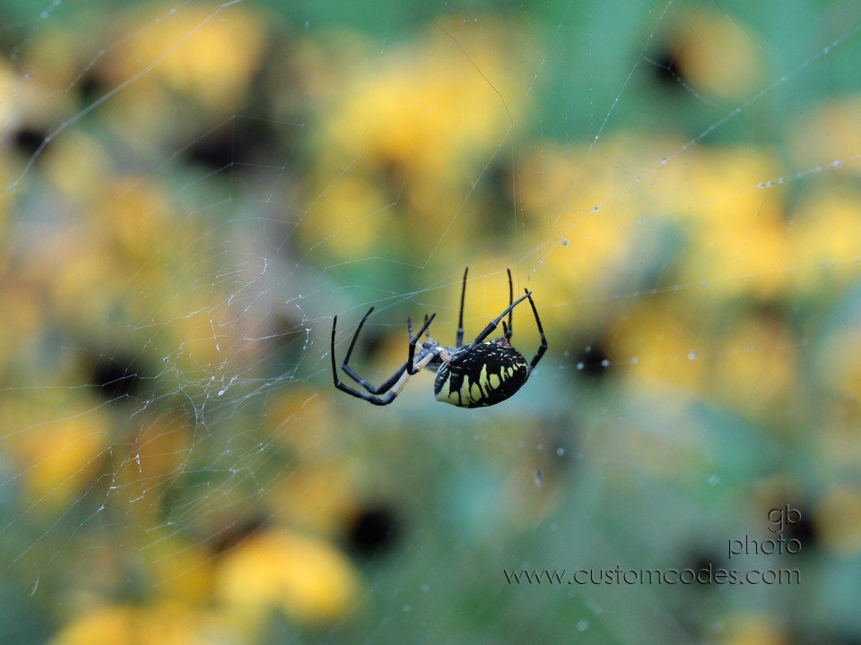 spider_spinning_2_cr
