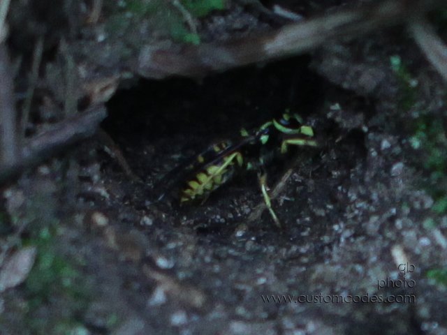groundWasp2_cr