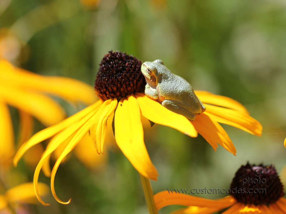 FrogOnYellowConeflower_1_cr