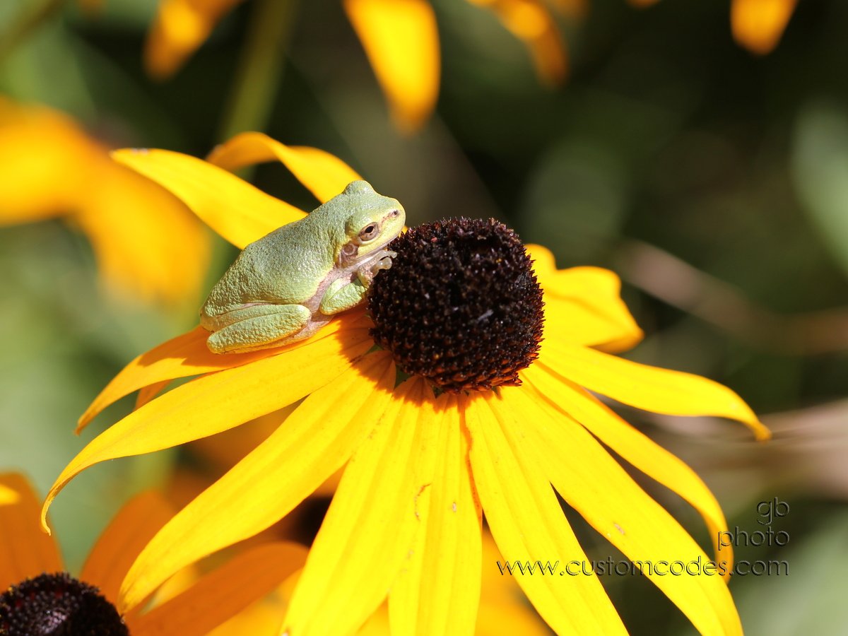 frogHoldingOn_cr