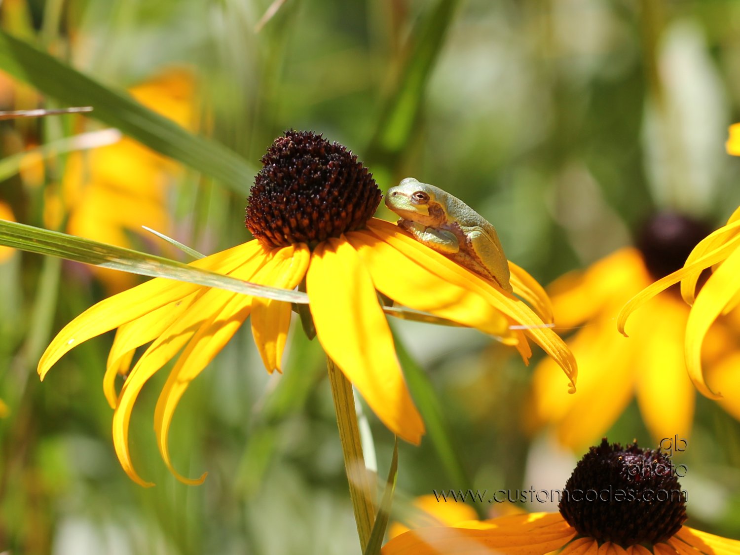 FrogOnYellowConeflower_2_cr