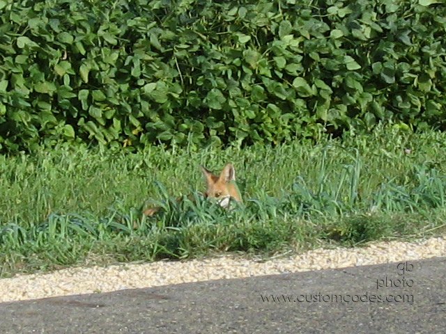 fox_2010_08_25_cr