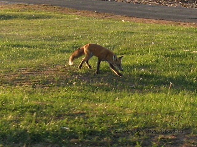 fox_20101016