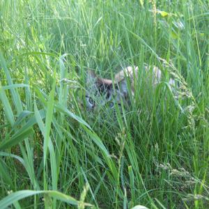SamInGrass090529