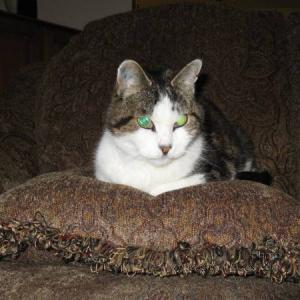 couchCat