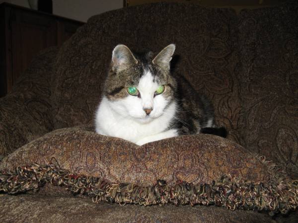 couchCat
