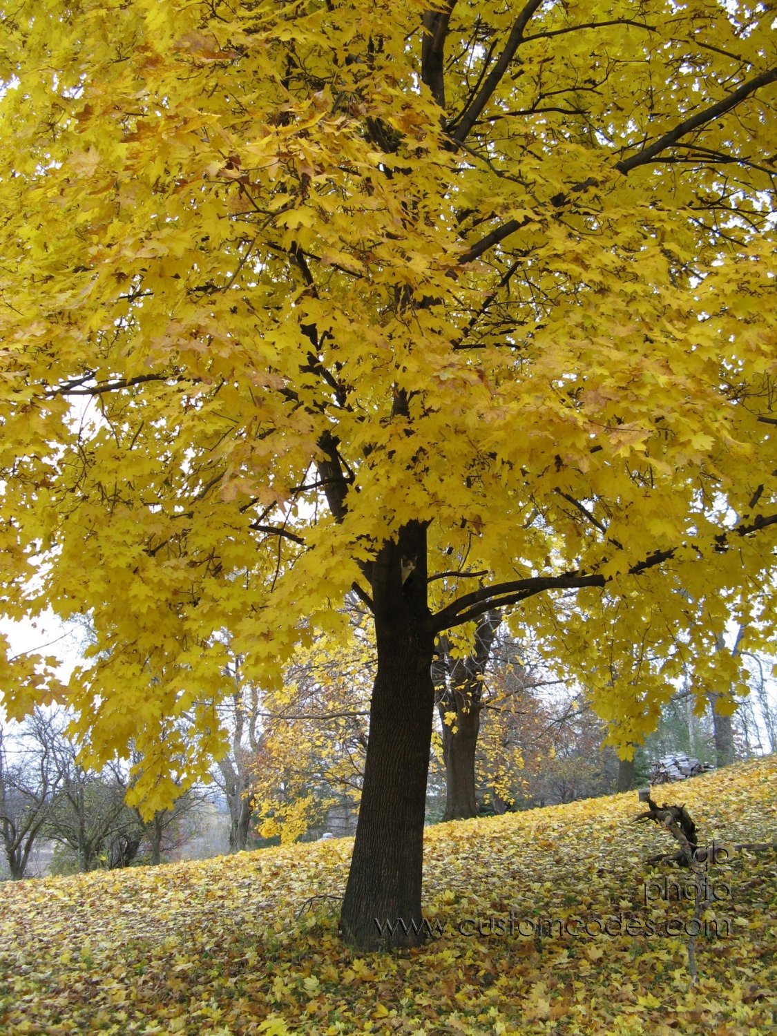 BeanerOnMapleTree