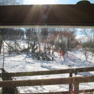 DeerOutWindowWithReflection