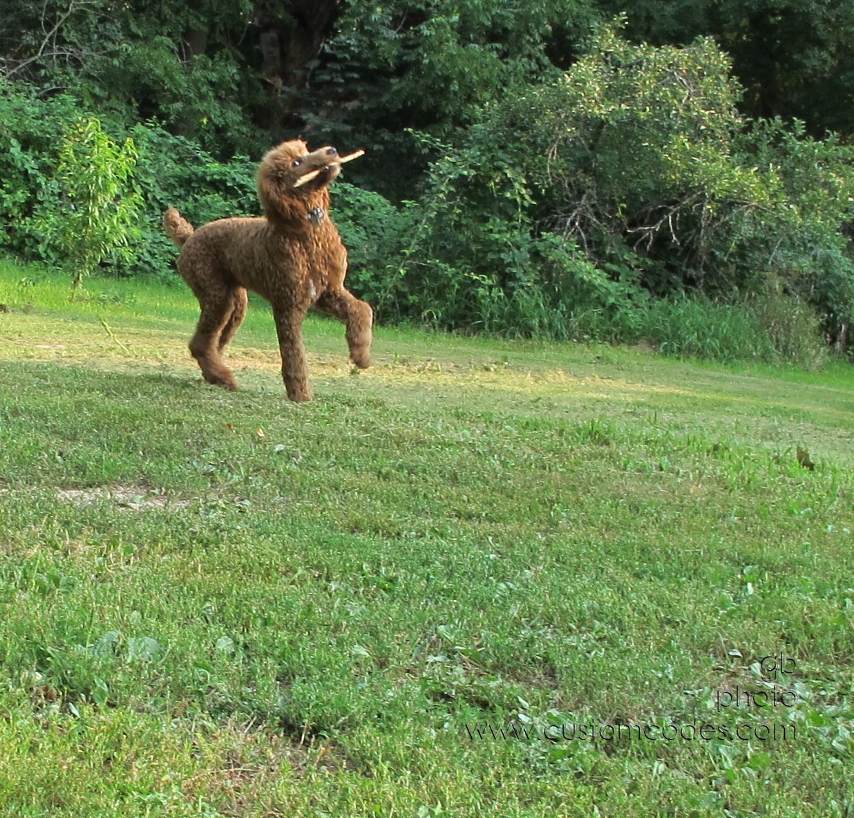 CiCochWithHisStick_20140741