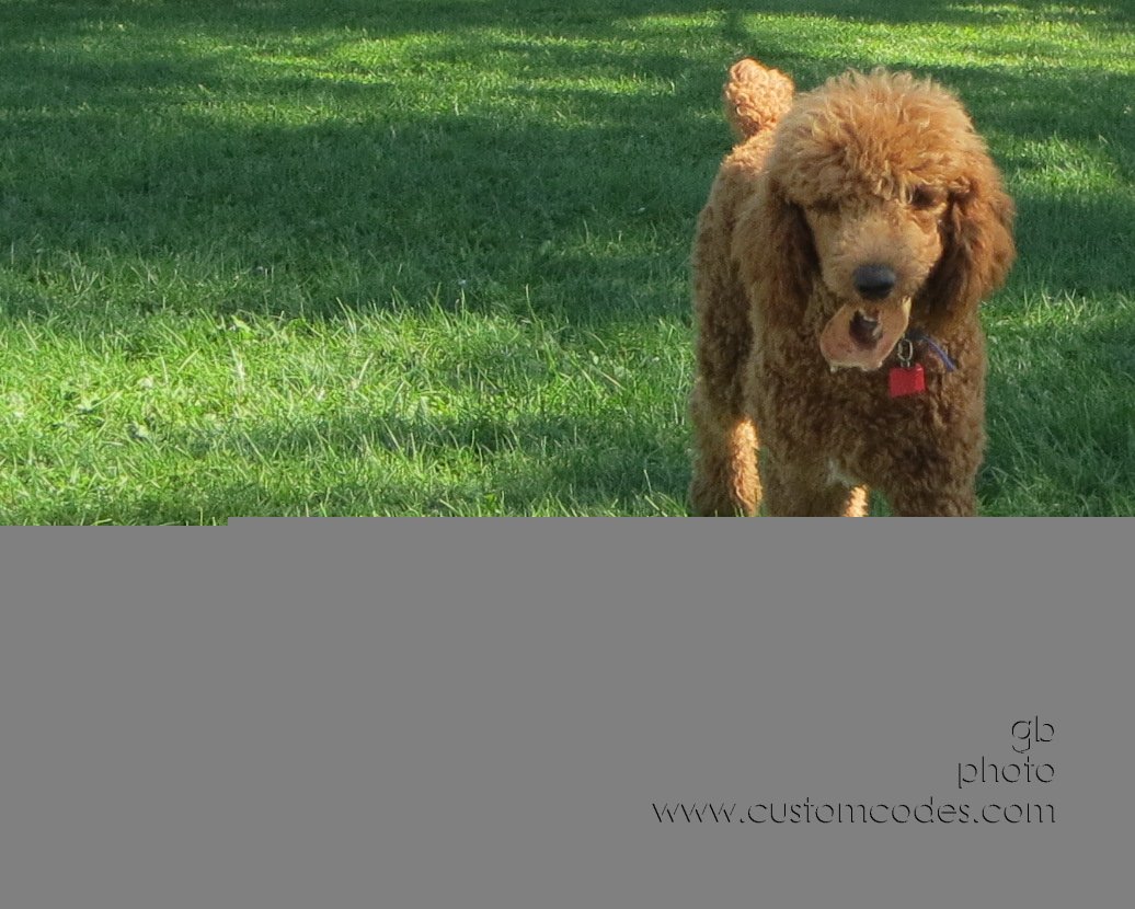 CiCoch_20140906