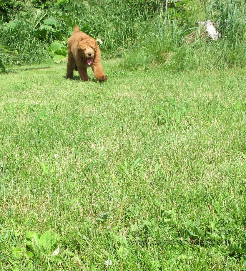 bearCub_20140617