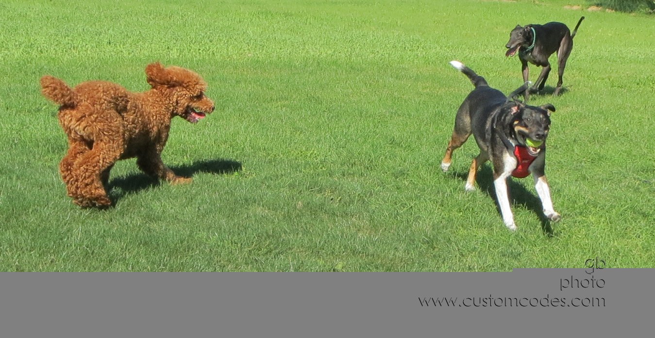 fetch_20140906