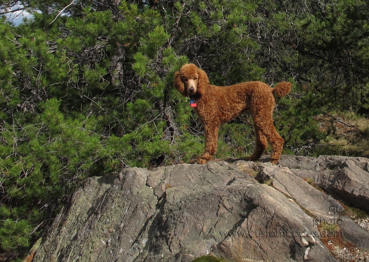 CiCochMountainDog
