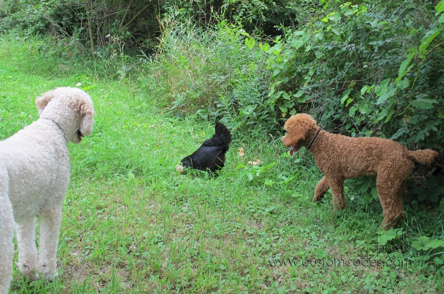 ElwoodCiCochChickPatrol_20140803