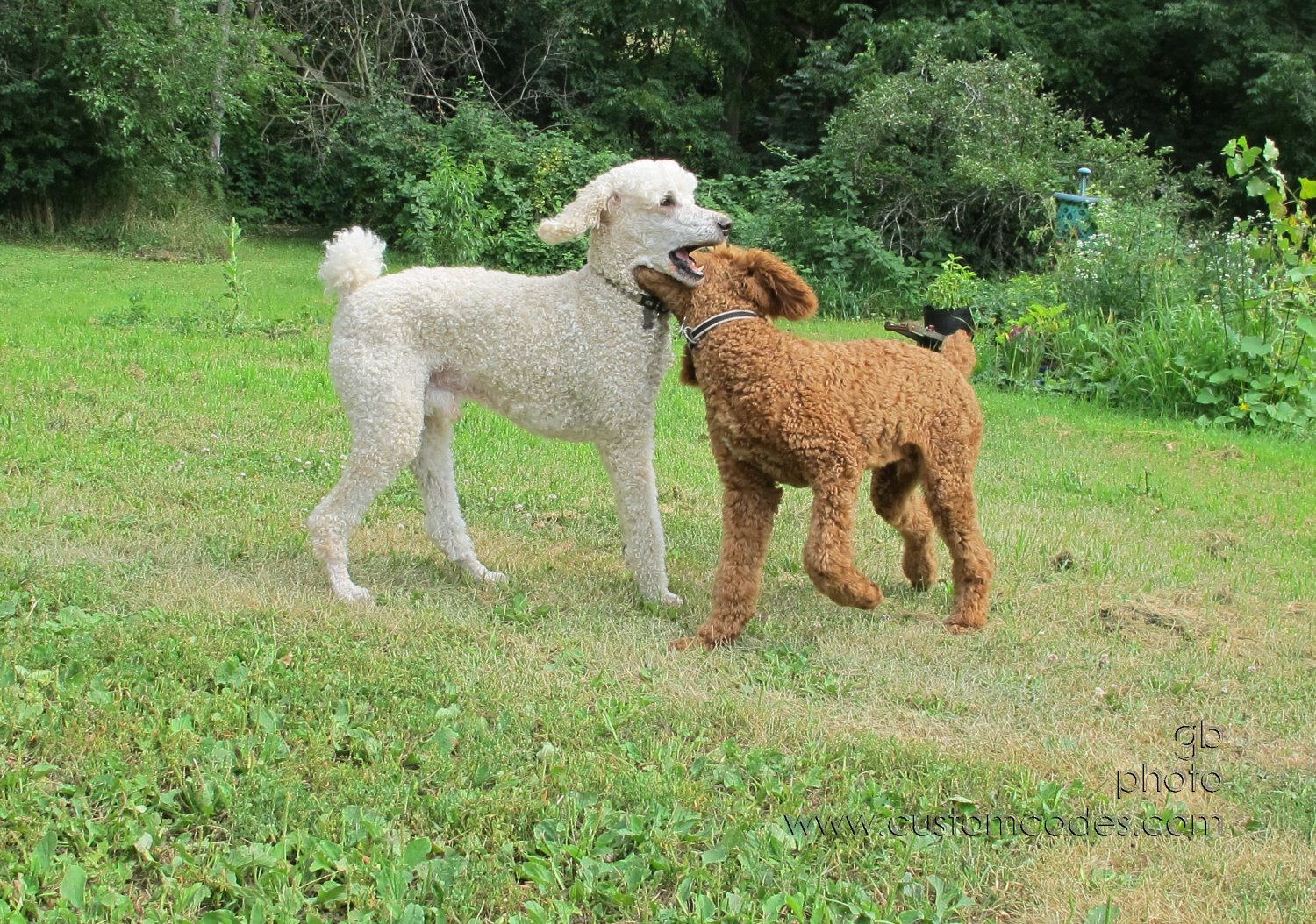 ElwoodCiCochPLAYING_20140731