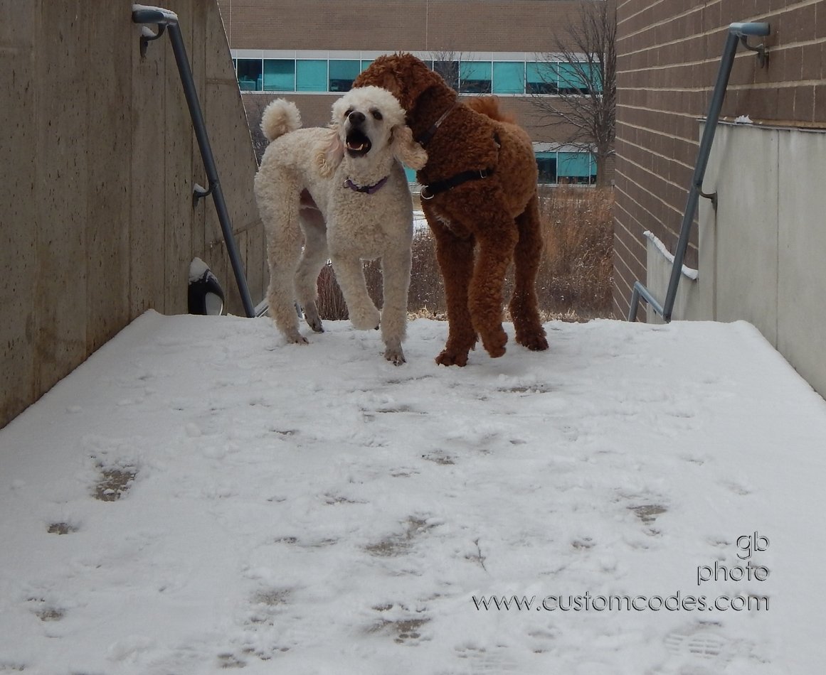 CiCochElwoodBrotherlyLove_20150103