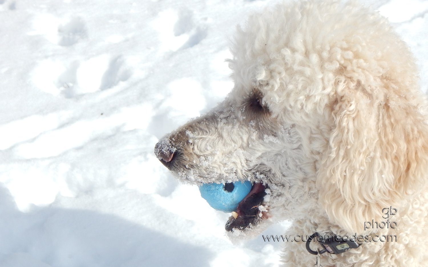 Elwood_20150204