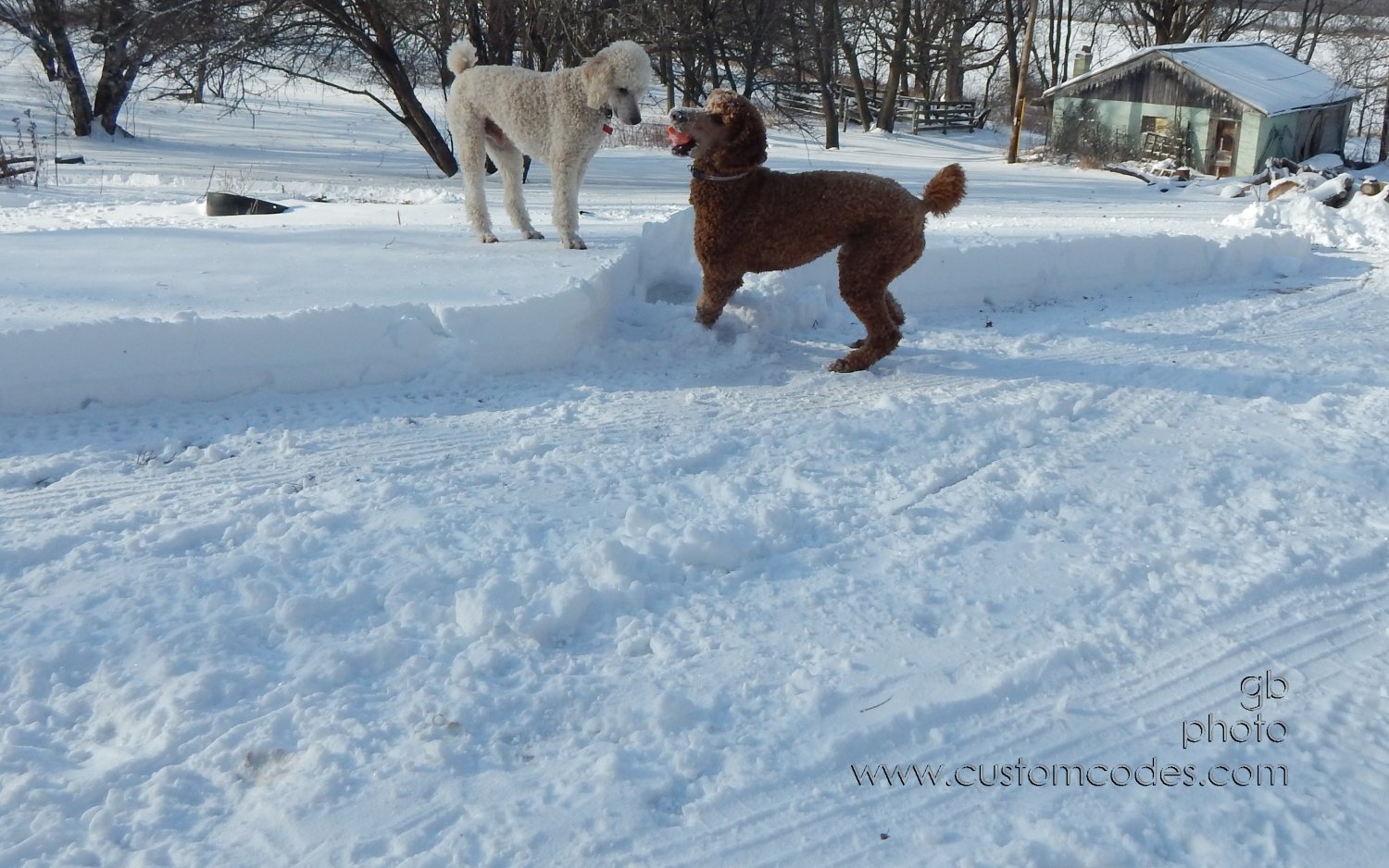 ElwoodCiCoch_20150203_GotIt
