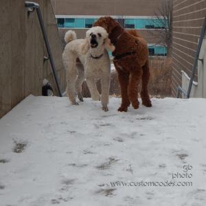 CiCochElwoodBrotherlyLove_20150103