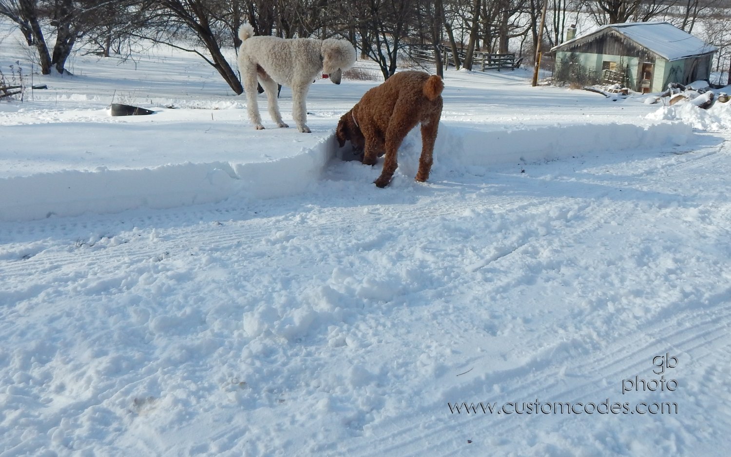 ElwoodCiCoch_20150203_Searching
