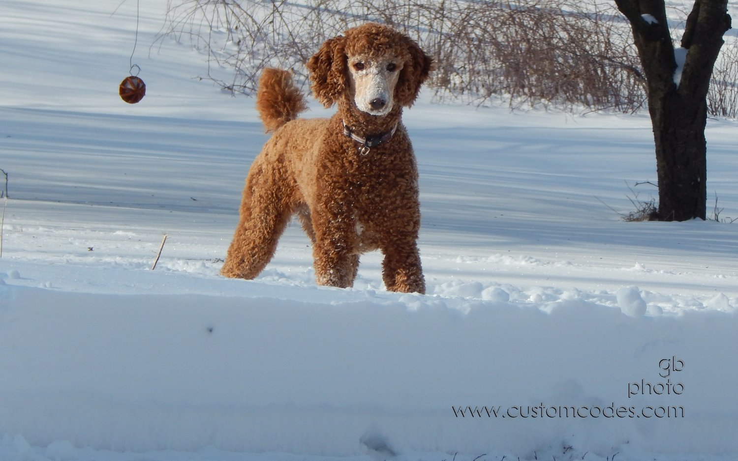 CiCoch_20150203SnowyNose