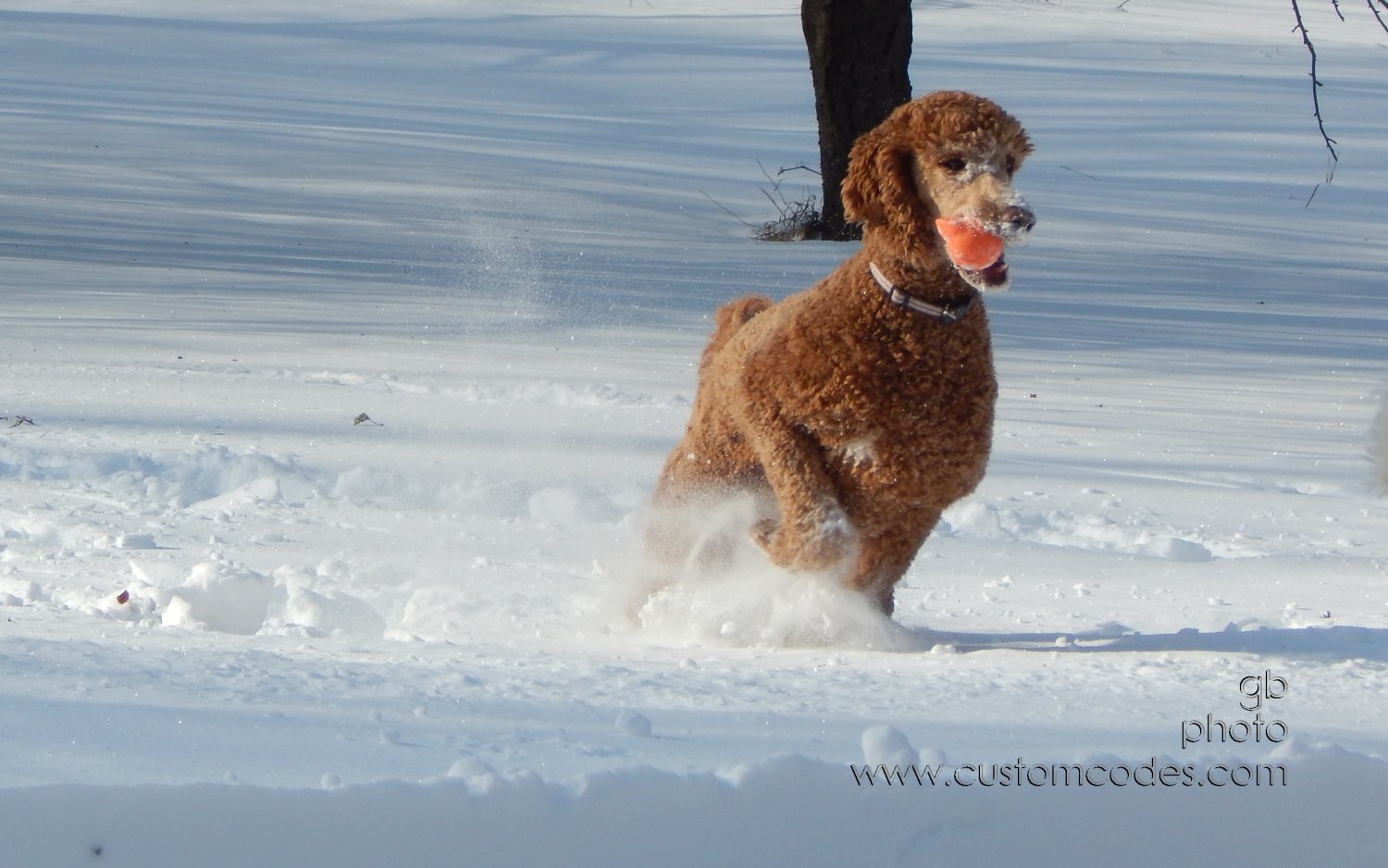CiCoch_20150203_FoundIt
