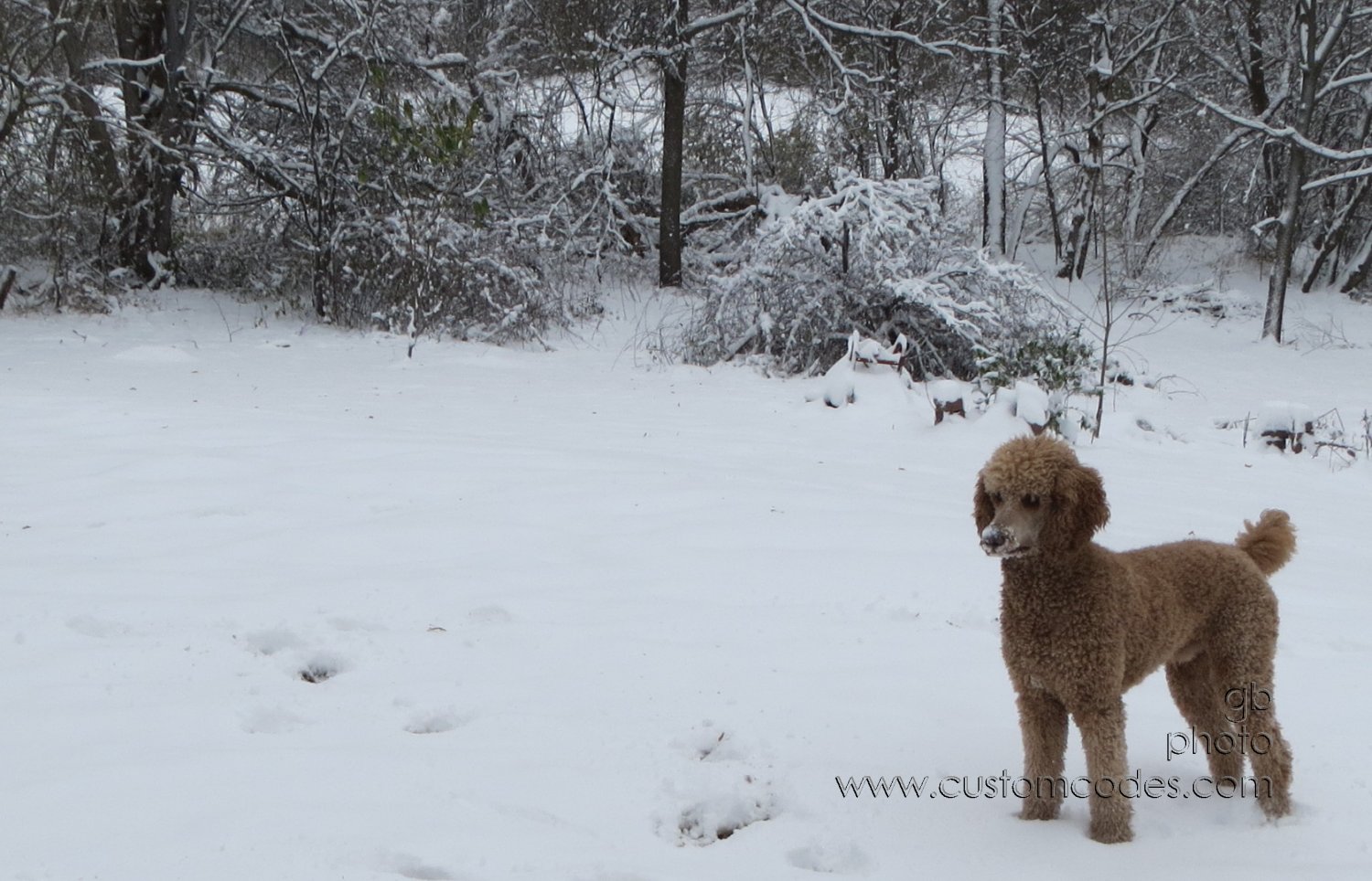 CiCoch20151121