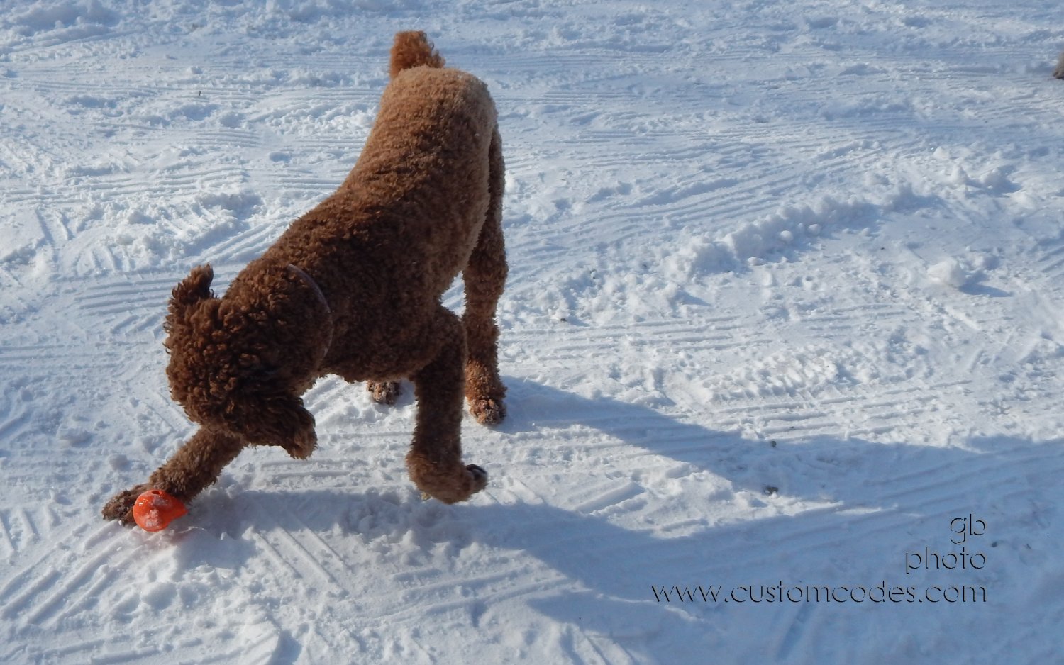 CiCoch_20150203_DroppedIt