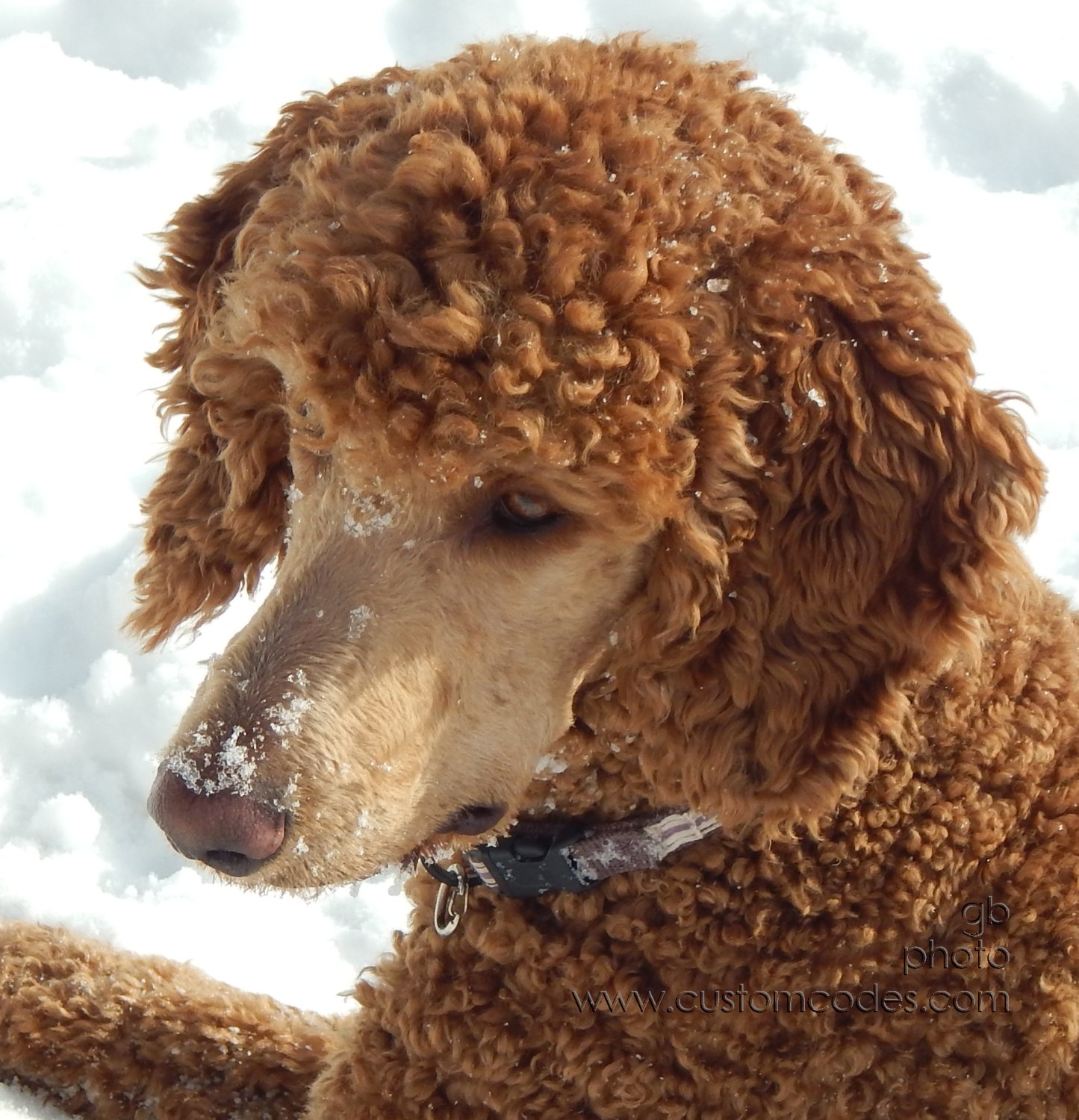 CiCoch_20150204_cr