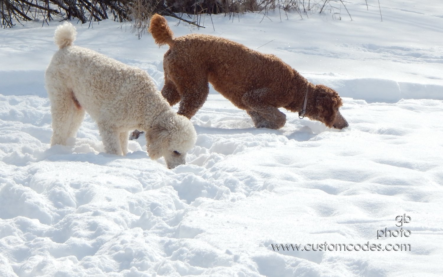 Nose2Ground_2_20150204