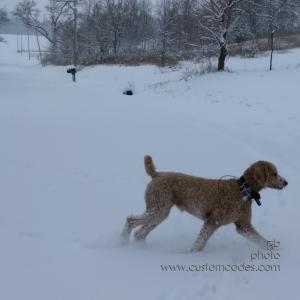 CiCoch_20161211