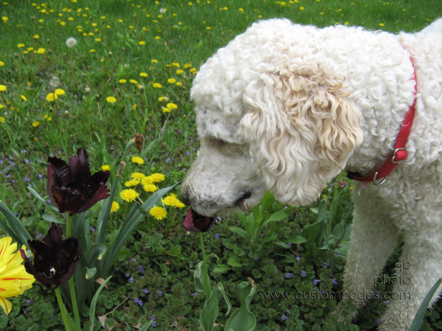 ElwoodSniffingTulips