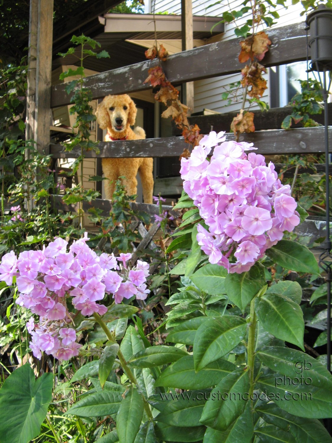 ElwoodAndPhlox