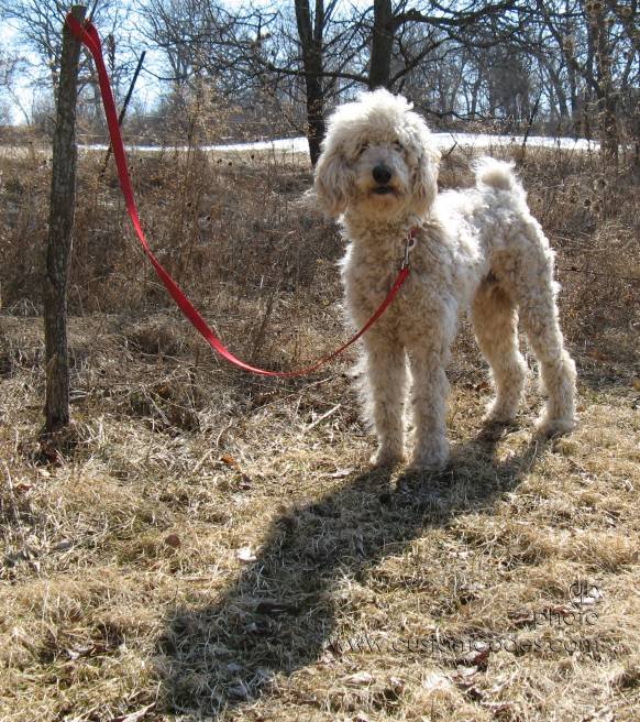 elwood_090316