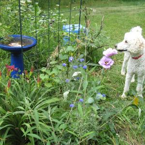 ElwoodWatchingBeesBathe