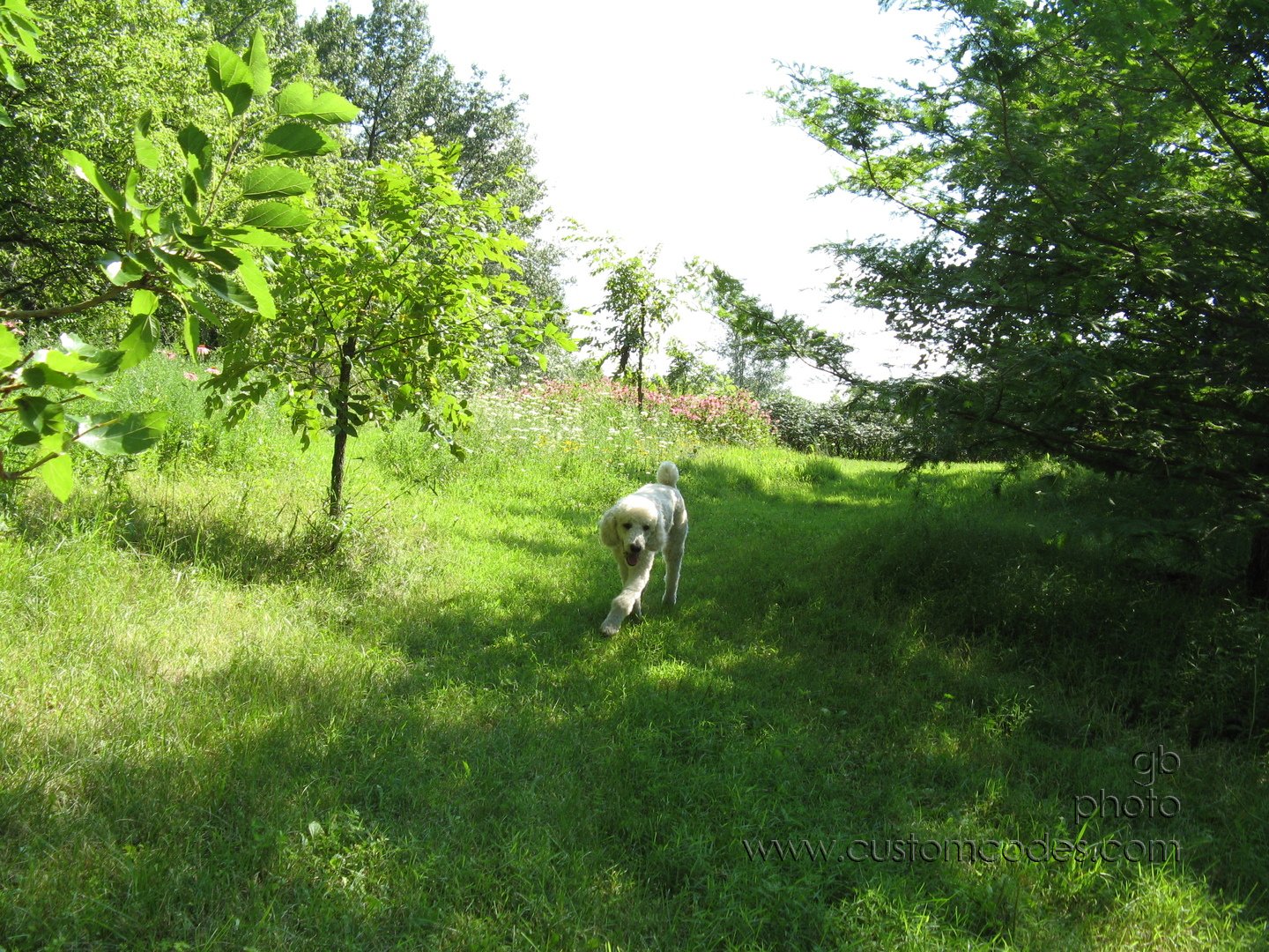 ElwoodByDawnRedwood