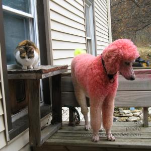 PinkAndOrange