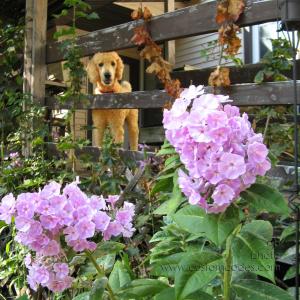 ElwoodAndPhlox