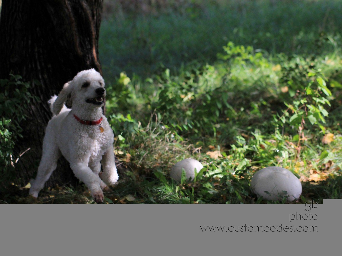 ElwoodByTheTwins_2010_0918