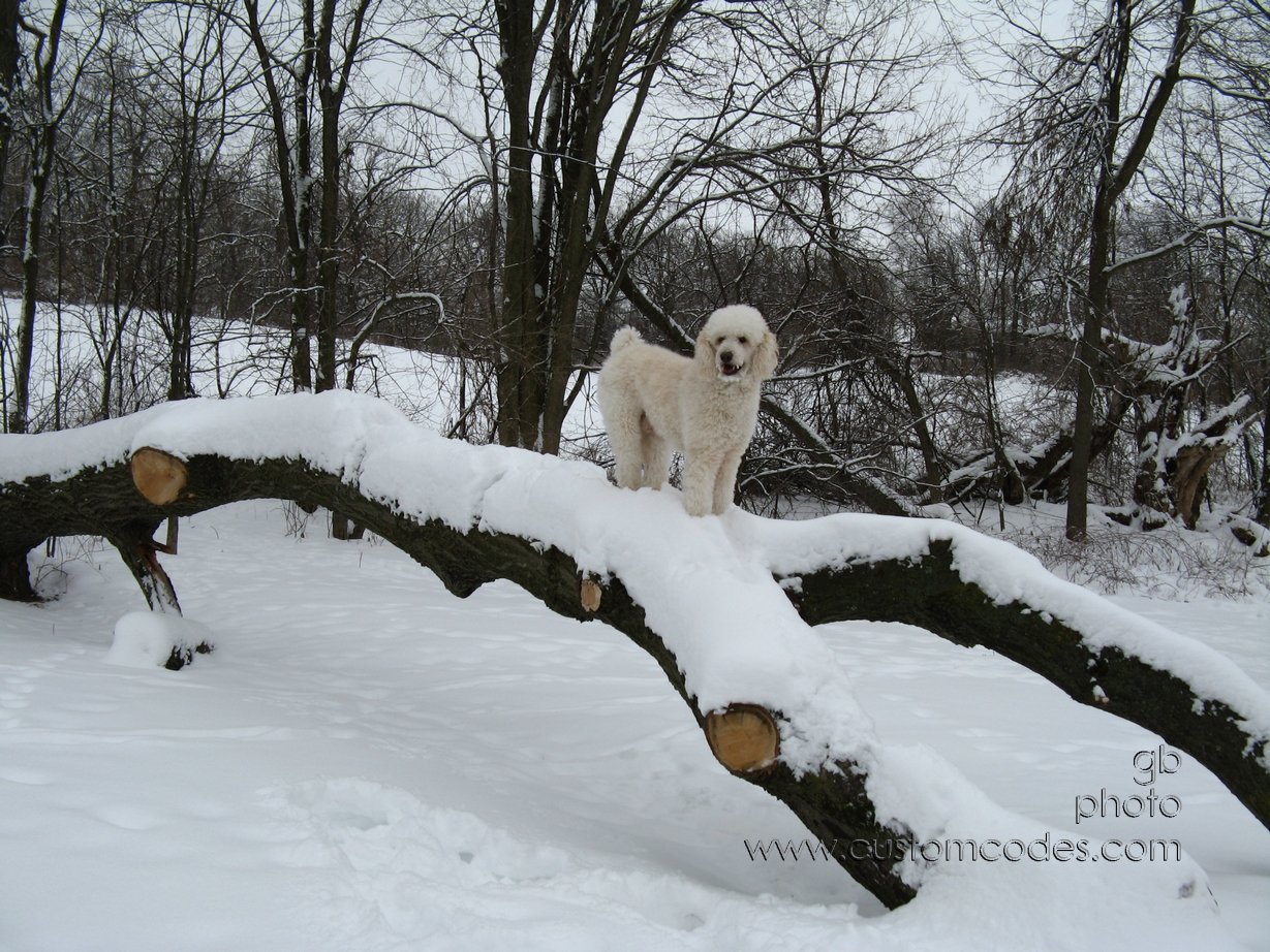 ElwoodPausing2010_12_25