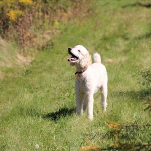 Elwood_2010_0913