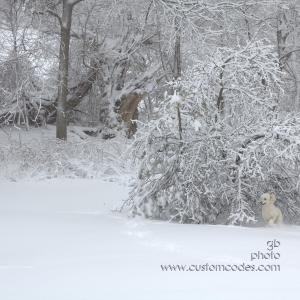 doginsnow 036